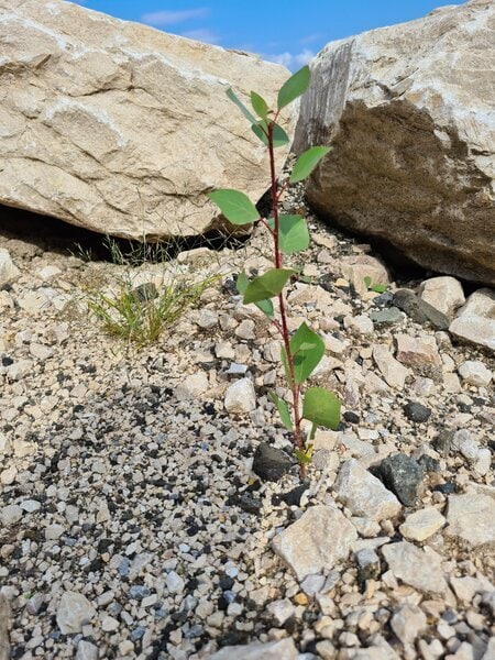 Kieselsteine aestivate