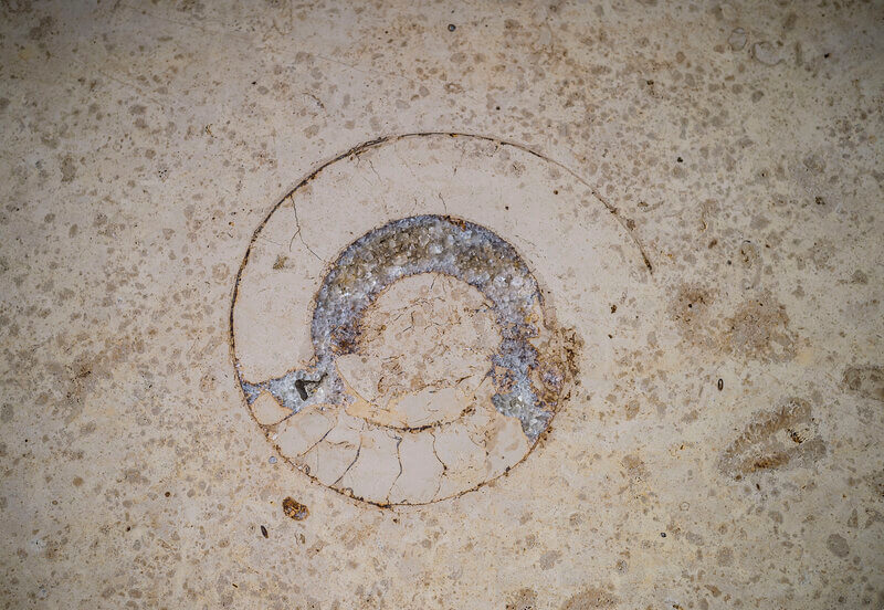 Kalkstein Fossil aestivate