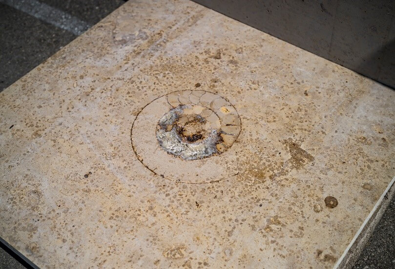 Fossil eingeschlossen in einer Kalksteinplatte aestivate Kalksteinfliese aestivate