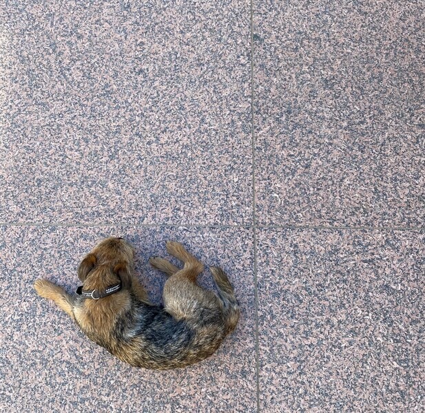 Hund auf Grantplatte aestivate.de