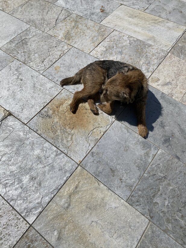 hund_und_quarzitfliese_aestivate Hund auf Silberquarzit aestivate